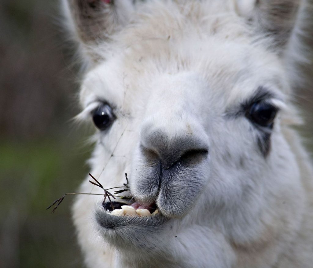 are-you-even-a-llama-bro