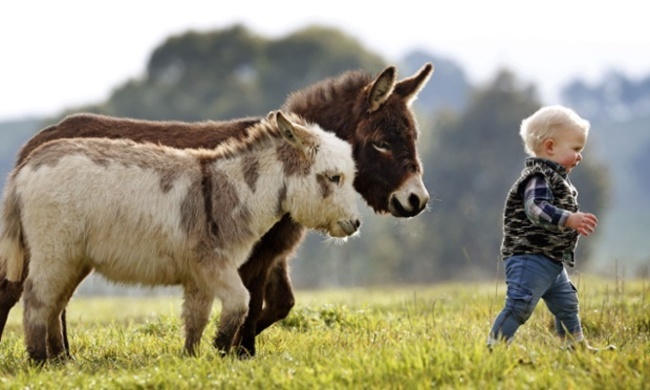 mini-donkeys