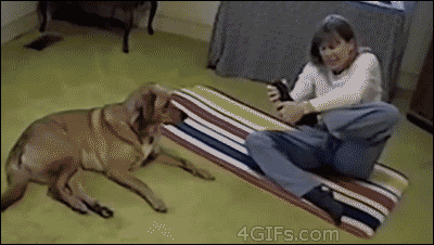 dog-is-better-at-yoga